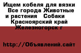 Ищем кобеля для вязки - Все города Животные и растения » Собаки   . Красноярский край,Железногорск г.